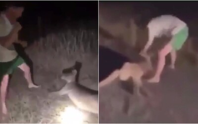 Muž sa zabával tým, že boxoval kenguru. Zvráteným videom sa chválil na internere