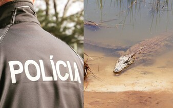 Muž tvrdil, že pri rieke Nitra spozoroval krokodíla. Nezvyčajné hlásenie preverovala polícia