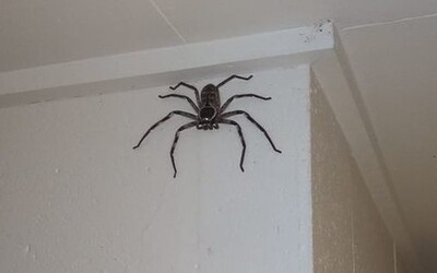 Muž v Austrálii sdílí domácnost s obrovským pavoukem, už 12 měsíců sleduje, jak roste 