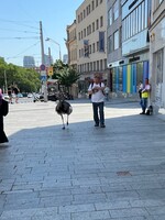 Muž venčil v centre Bratislavy vtáka nandu. Žiadny z oslovených úradov nám nevedel povedať, či mal byť aspoň na vôdzke