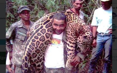 Muž zavraždil více než 1 000 jaguárů. Policie hackla jeho komunikaci s pytláky