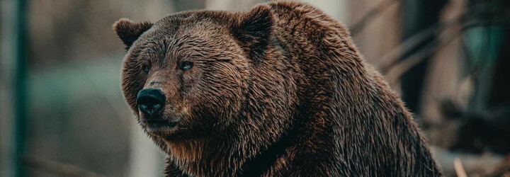 Muže na Sibiři zabil medvěd před očima jeho přátel. Ti pak šli sedm hodin naboso pro pomoc