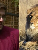 Muže na Vsetínsku zabil lev. Choval ho navzdory zákazu