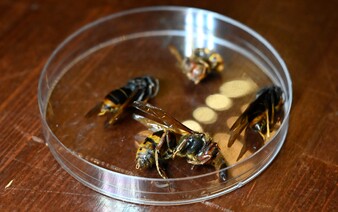 NÁVOD: Odborníci radia, čo robiť, keď spozoruješ nebezpečného sršňa ázijského