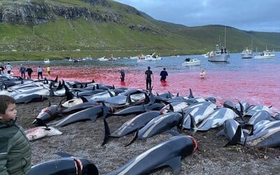 Na Faerských ostrovoch na smrť dobodali 1 428 delfínov v plytkej vode. Hrozivá tradícia znovu vyvolala vlnu kritiky