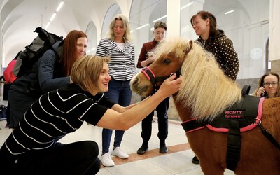 Na Filozofickú fakultu v Prahe chodí poník. Monty pomáha študentom prísť na iné myšlienky po tragickej streľbe