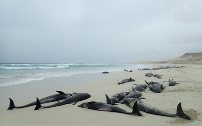 Na Kapverdách moře vyplavilo 136 uhynulých delfínů
