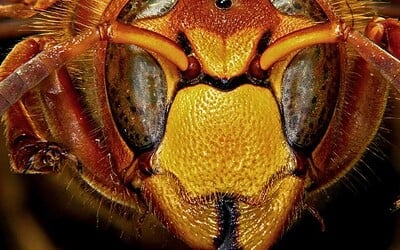 Na Plzeňsku útočily sršně. Několik lidí skončilo v nemocnici