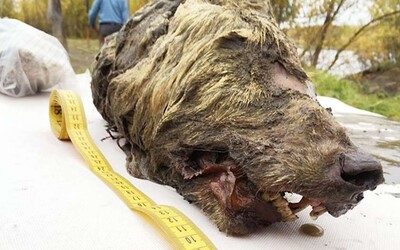 Na Sibíri našli zakonzervovanú hlavu prehistorického vlka starého viac ako 40-tisíc rokov
