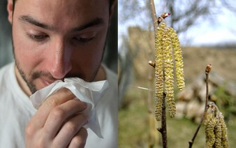 Na Slovensko prichádza peľová sezóna. Kde očakávať najväčší počet alergénov?
