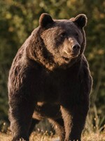 Na Slovensku máme za posledné 3 roky viac útokov medveďov ako za predošlých 10 rokov dokopy. Treba ich strieľať?