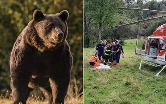 Na Slovensku máme za posledné 3 roky viac útokov medveďov ako za predošlých 10 rokov dokopy. Treba ich strieľať?