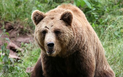 Na Slovensku medveď nikdy nechcel usmrtiť človeka. Envirorezort šíri strach a paniku, tvrdí odborník