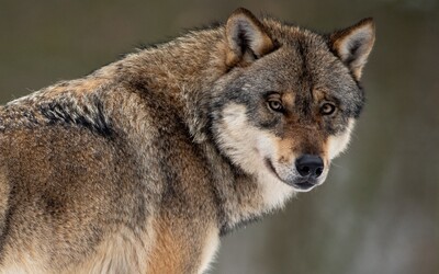 Na Slovensku môžu poľovníci loviť vlkov aj v tejto sezóne. Kvótu  stanovili na 50 jedincov