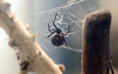 Na Slovensku objavili tri druhy nových pavúkov. Doteraz ich u nás nevideli