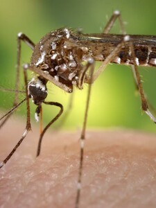 Na Slovensku potvrdili výskyt invázneho komára. Môže prenášať nebezpečné choroby