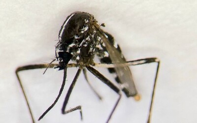 Na Slovensku potvrdili výskyt nebezpečného druhu komárov. Prenáša až 22 vírusov