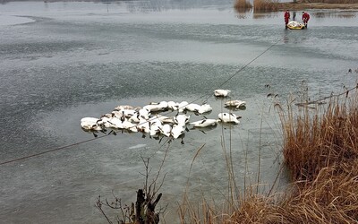 Na Slovensku sa rozšírila vtáčia chrípka. V obci na západe krajiny našli 70 mŕtvych labutí