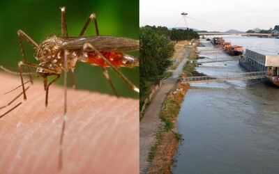 Na Slovensku sú aktívne niektoré druhy komárov. Ohnisko je v Komárne aj pri Bratislave