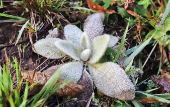 Na Slovensku udrie nebezpečný ranný mráz, môže spôsobiť veľké škody. SHMÚ vydáva výstrahy