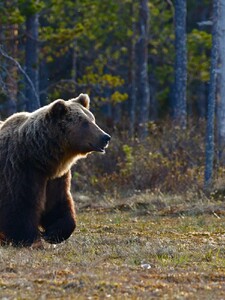 Na Slovensku zase útočil medvěd. Napadl dva lidi, na místo vyslali i vrtulník