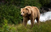 Na Slovensku zastřelili medvěda. Podle odborníků představoval riziko