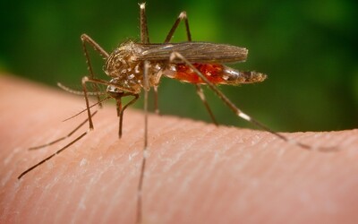 Na Slovensku zaznamenali výskyt ázijského invázneho komára. Môže prenášať nebezpečné choroby vrátane vírusu zika