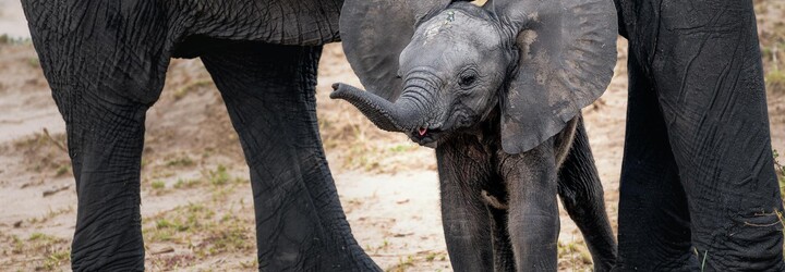 Na Srí Lance výrazně zvýšili ochranu slonů. Turisté se na nich budou moci vozit jen v omezeném počtu