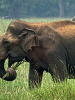 Na Srí Lance zahynulo rekordních 361 slonů. Nejvíce jich zabil člověk
