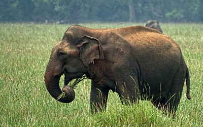 Na Srí Lanke zahynulo rekordných 361 slonov. Najviac ich zabil človek