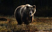 Na Zlínsku se potuluje 200kilový medvěd. Potvrdily to nalezené stopy