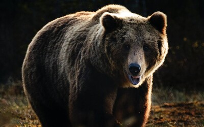 Na Zlínsku se potuluje 200kilový medvěd. Potvrdily to nalezené stopy