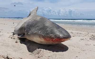 V Austrálii moře vyplavilo polovinu žraloka. Pravděpodobně byl potravou většího predátora