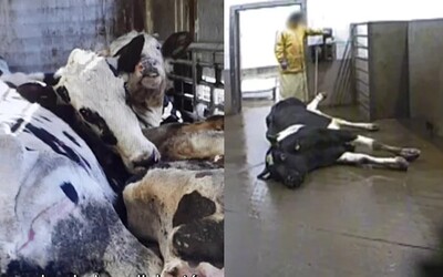 Na jatkách porcují nemocná zvířata, maso posílají do obchodů. Hovězí z Polska raději nejez