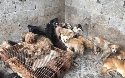 Na čínském festivalu psího masa se zřejmě snědlo až 3 000 zvířat