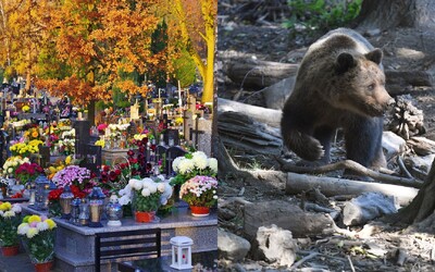 Na cintoríne v meste na východe Slovenska objavili medvedie stopy. Kvôli bezpečnosti ho dočasne uzavreli