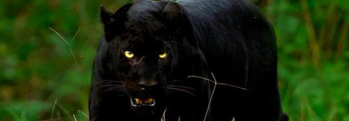 Na dokonalú fotku čakal skoro týždeň. Podaril sa mu ohromujúci záber leoparda a čierneho pantera