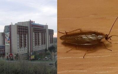 Na internátoch v Bratislave študenti našli šváby. Majú mať obavy?