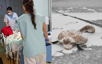 Na juhu Slovenska potvrdili zákerný vírus vtáčej chrípky. Prenáša sa na človeka a môže spôsobiť aj smrť