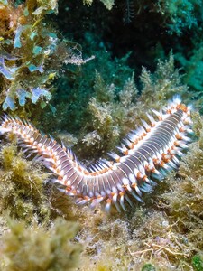 Na južnom pobreží Talianska sa premnožil nebezpečný morský červ. Pri kontakte spôsobuje svrbenie, pálenie či opuch