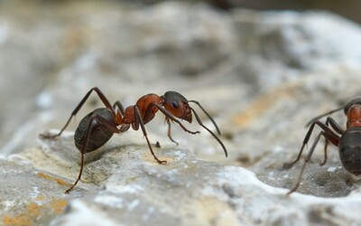 Na každého člověka na planetě připadá 2,5 milionu mravenců, zjistili vědci