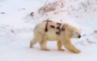 Na ledního medvěda v Rusku někdo nasprejoval nápis T-34. Zvíře zřejmě nepřežije
