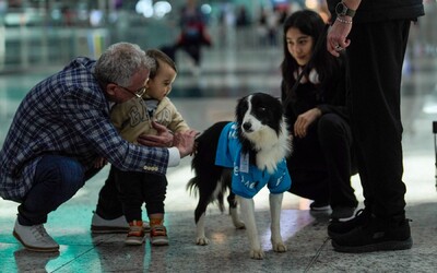 Na letisku v Istanbule sa oficiálnymi zamestnancami stali psy, búrajú stres