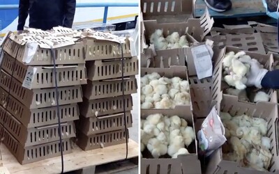 Na letišti v Madridu zahynulo 23 tisíc kuřátek. Nechali je ve skladu několik dní bez jídla a vody