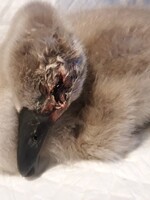 Na mladú labuť zaútočili kameňom a rozbili jej hlavu