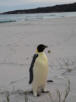 Na pláži sa objavil tučniak obrovský. Dezorientované a podvyživené zviera precestovalo viac ako 3 000 kilometrov