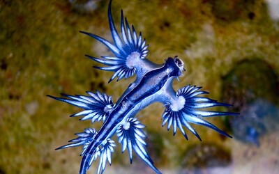 Na pobreží USA sa objavujú vzácne „modré draky“. Nevideli ich dlhé roky