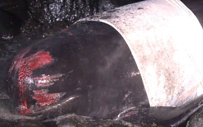 Na pobřeží Islandu byly vyvržené velryby, zhruba 20 z nich uhynulo