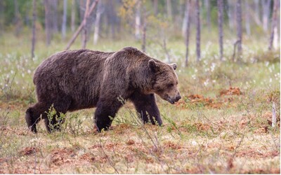Na poľovačke postrelili medveďa hnedého. Obec teraz varuje, že sa v jej okolí môže pohybovať ranený jedinec