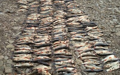 Na rieke Slatina plávajú stovky mŕtvych rýb. Ide už o druhý masívny úhyn rýb v tomto roku